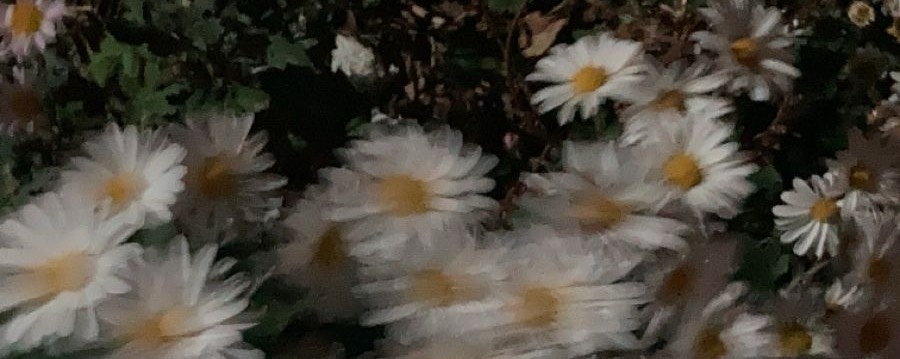 ╰✤ 設