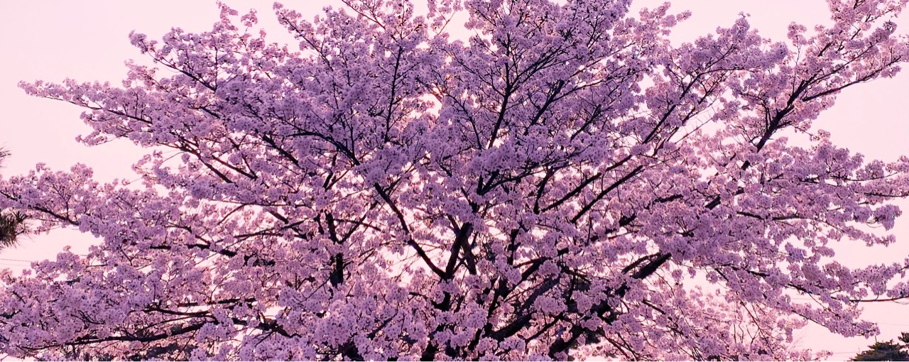 하나뿐인 나락이 🦋