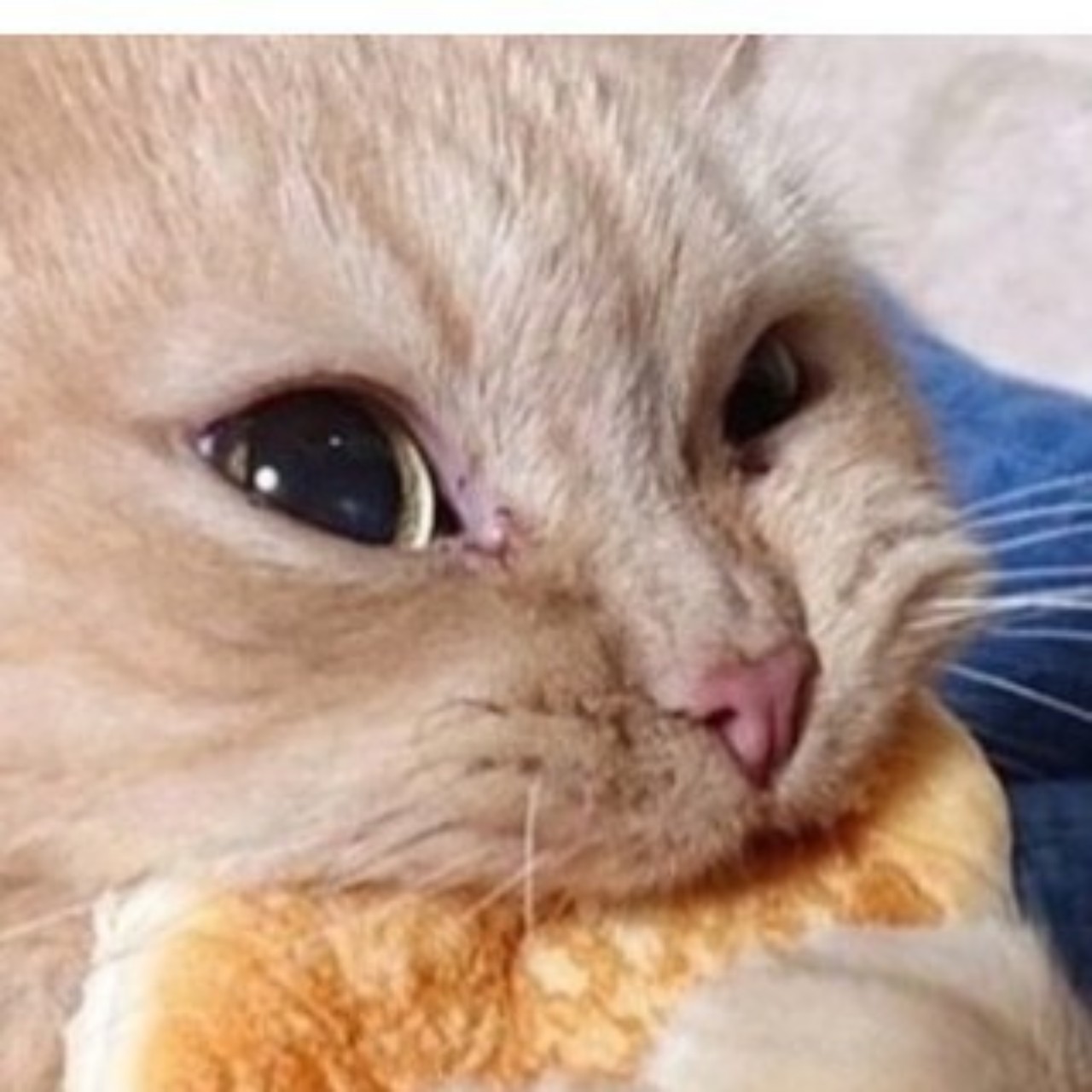 빵먹는 고양이