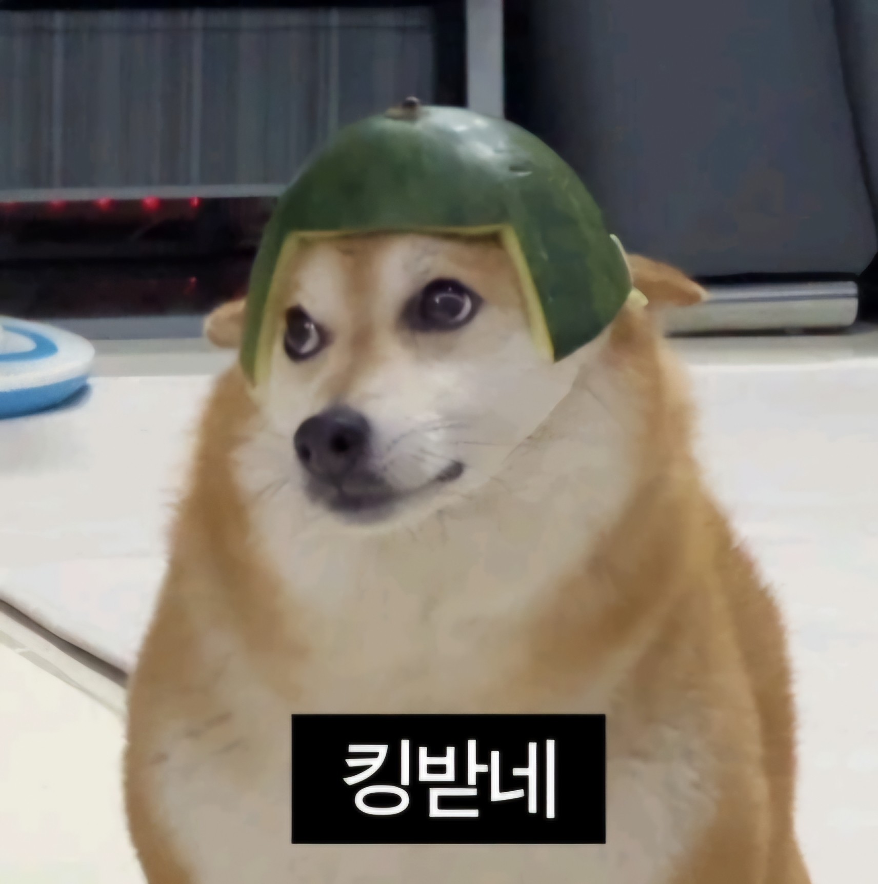 რᩚ구이팔만의 학이