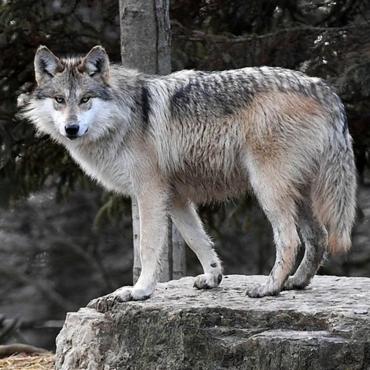 gray wolf