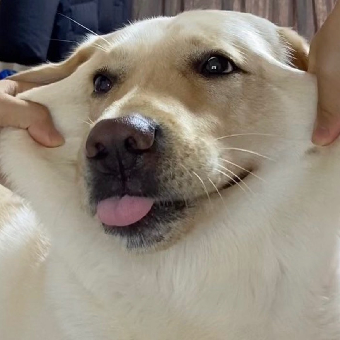 꿀복