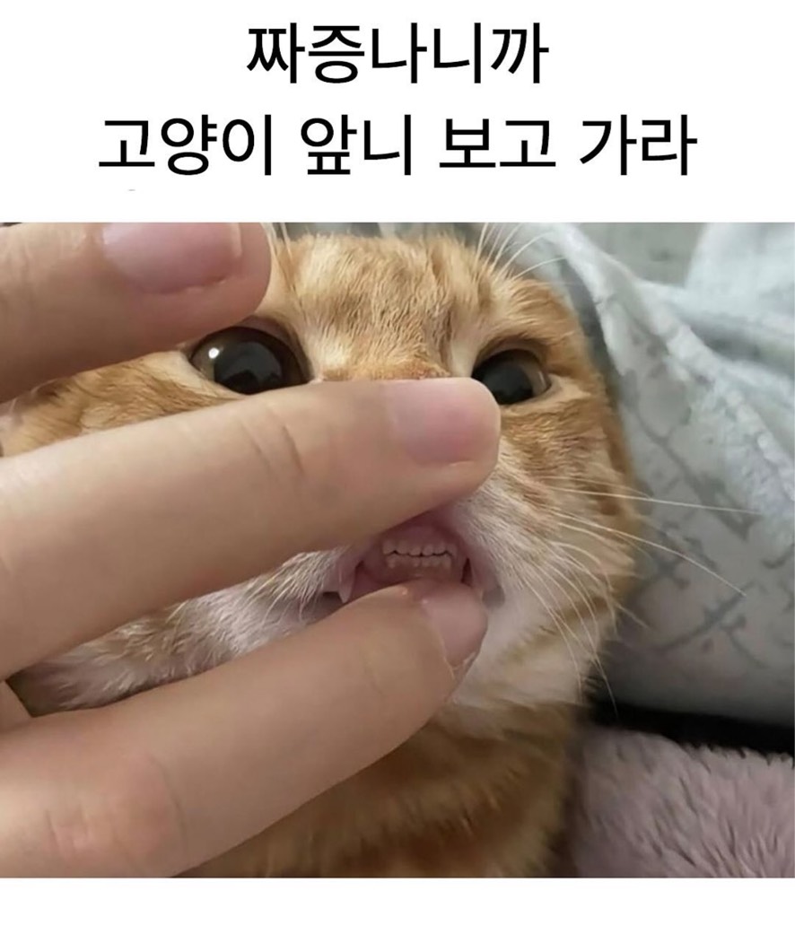 sera •᷄⌓•᷅
