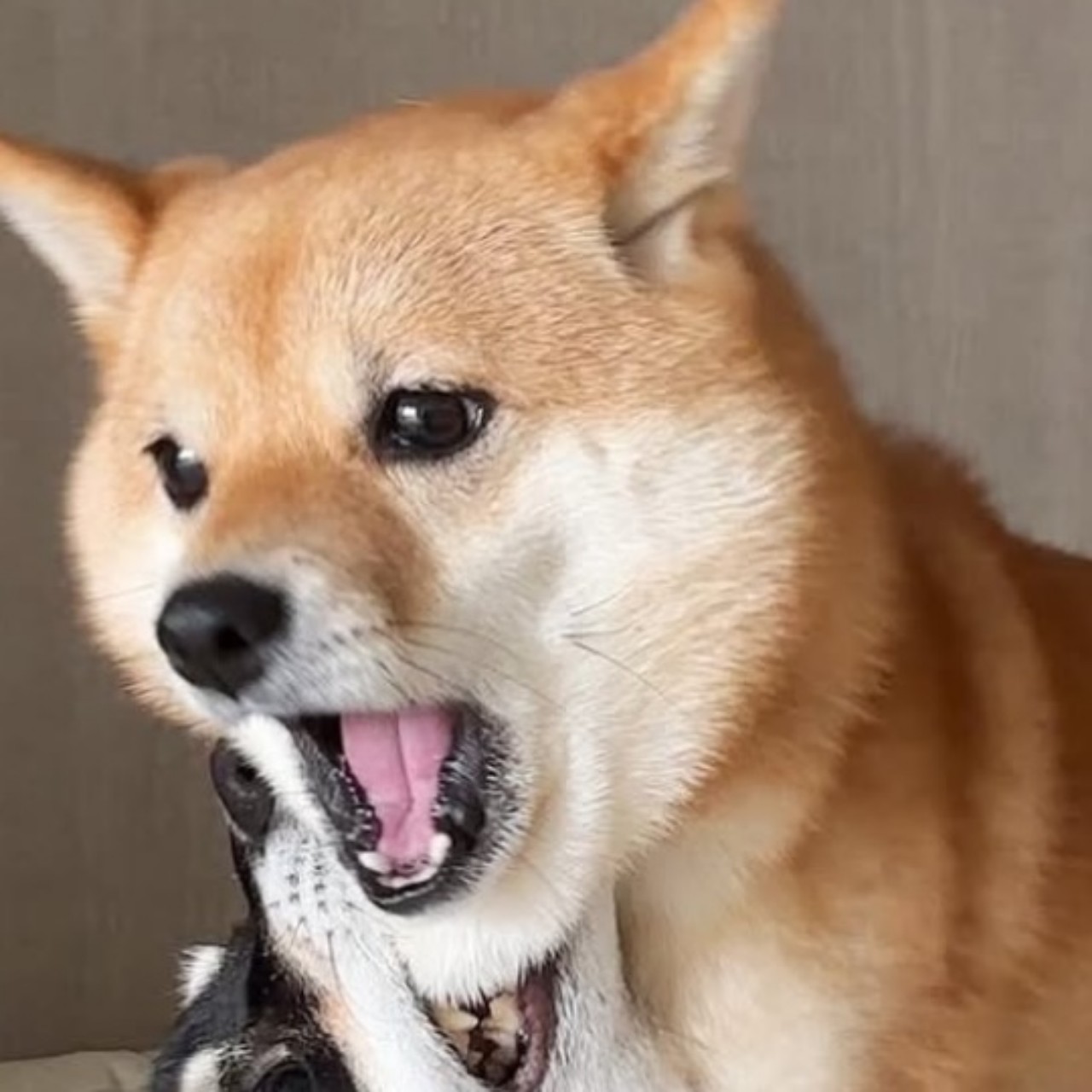 싀바견