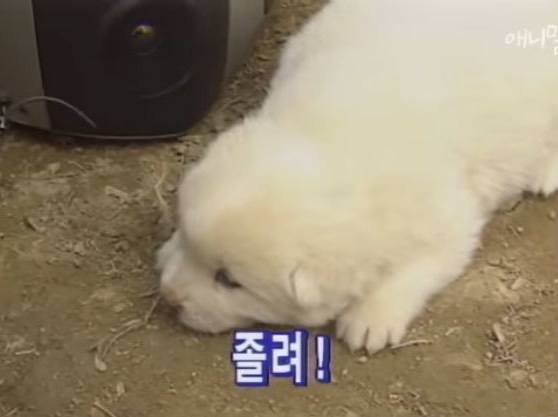 레몬 ✷⋆