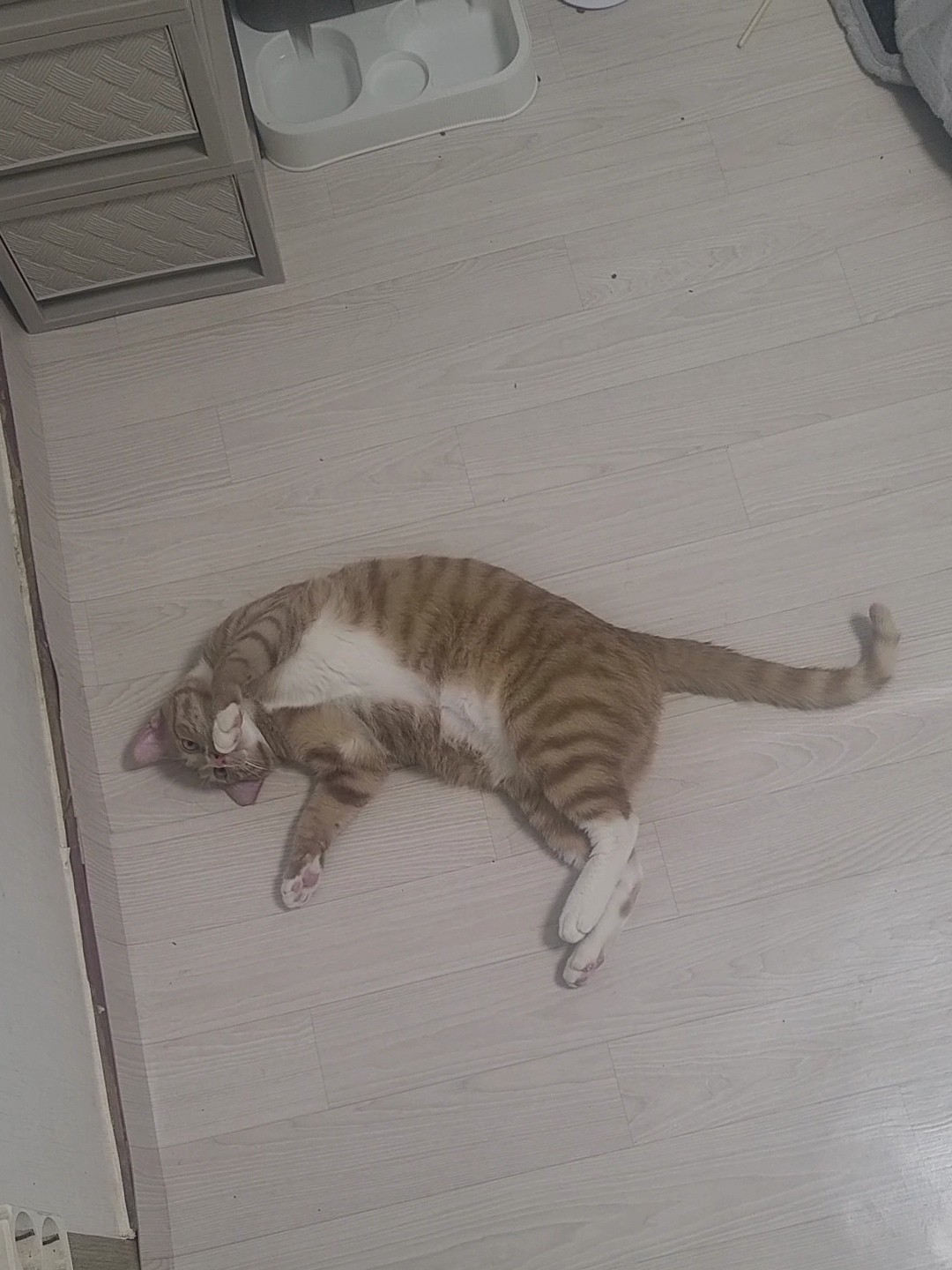 고  츄  투