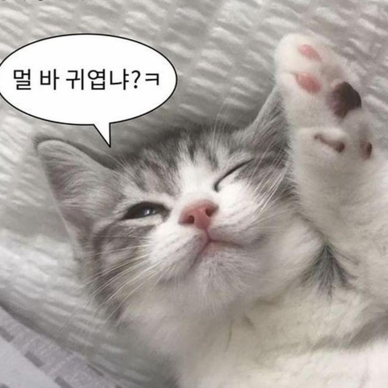 쪼롱이🐸