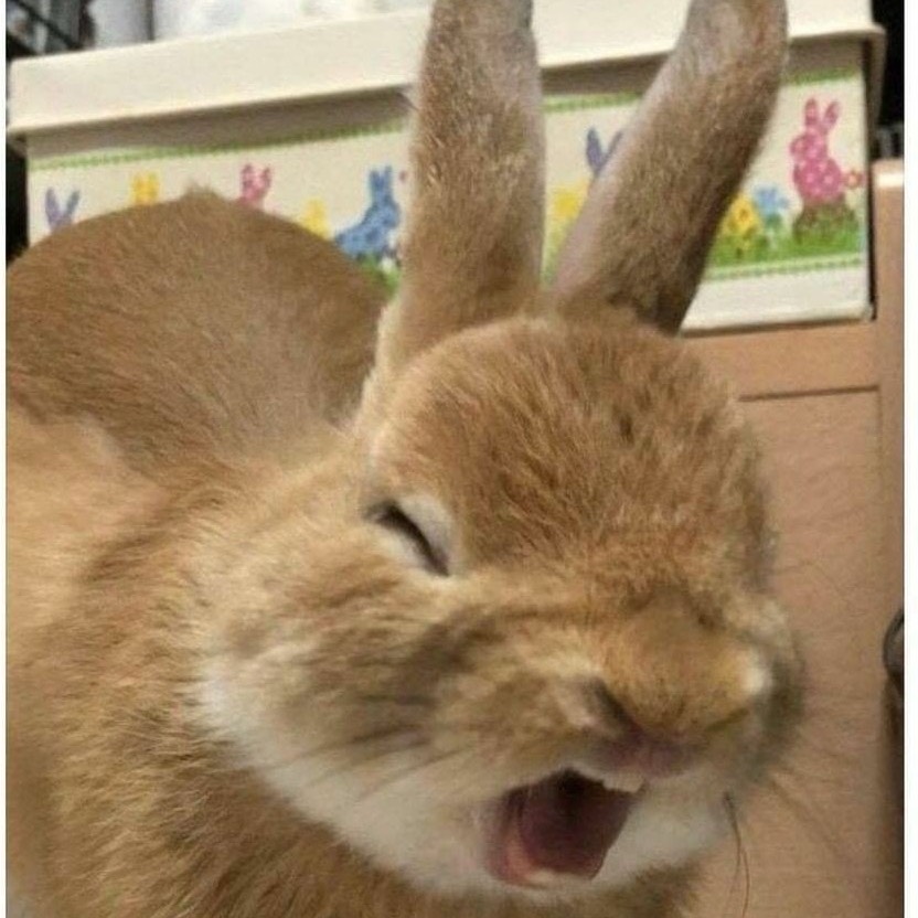 썸머