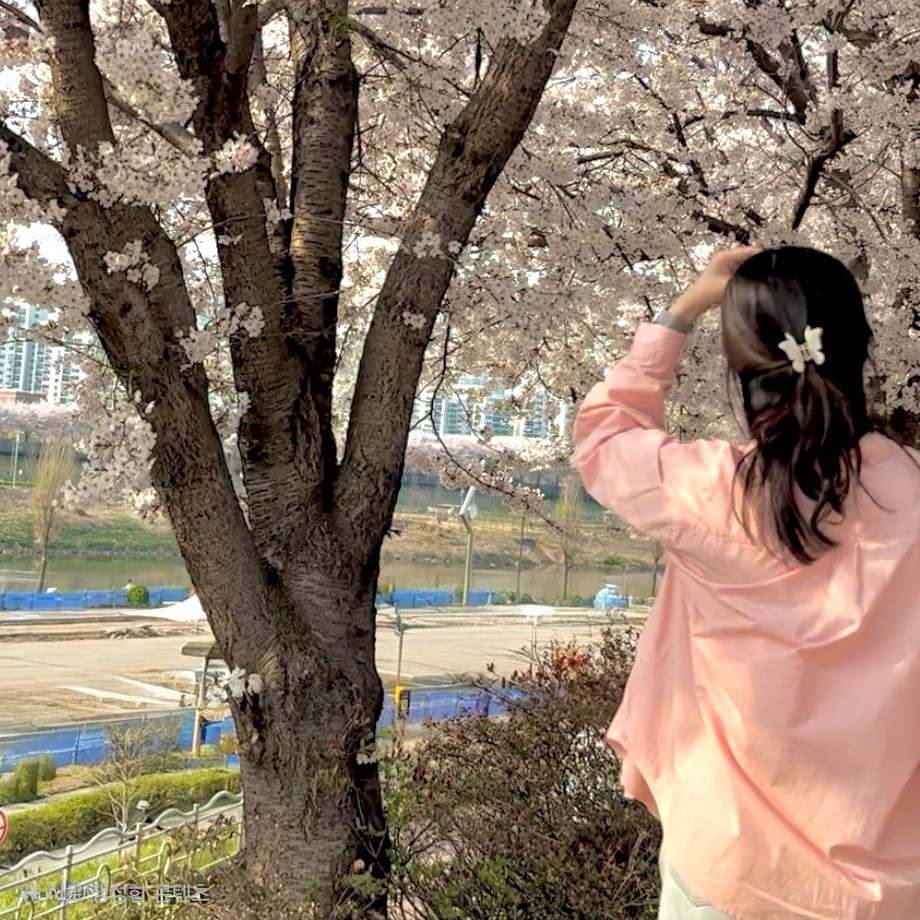 복숭아