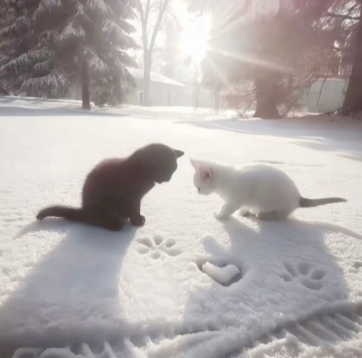 ᴄʜʀɪꜱᴛᴍᴀꜱ ᴍᴇᴅᴇʟʏ ❄️