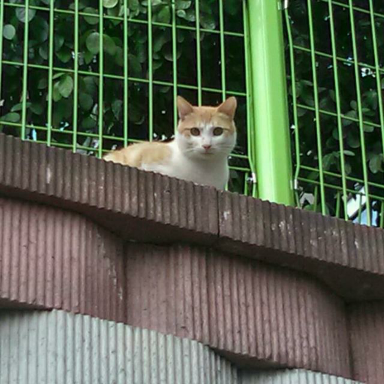 고양이와 강아지ㅎㅎ