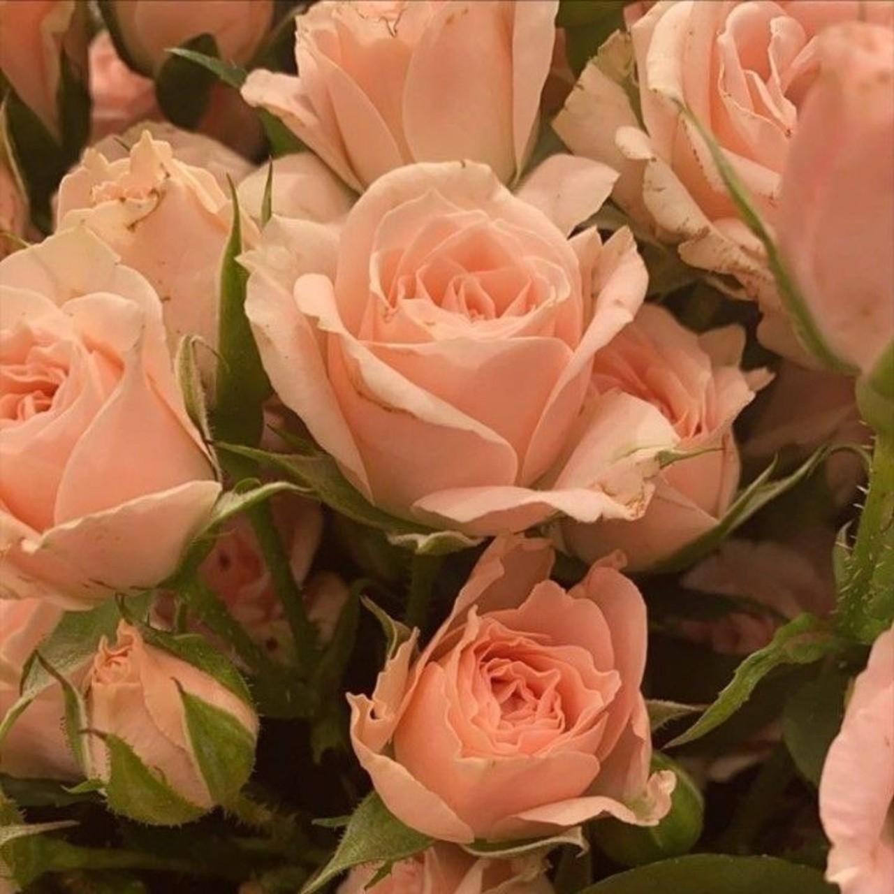 목드컵 # 라디오오프닝 MIX_연 오