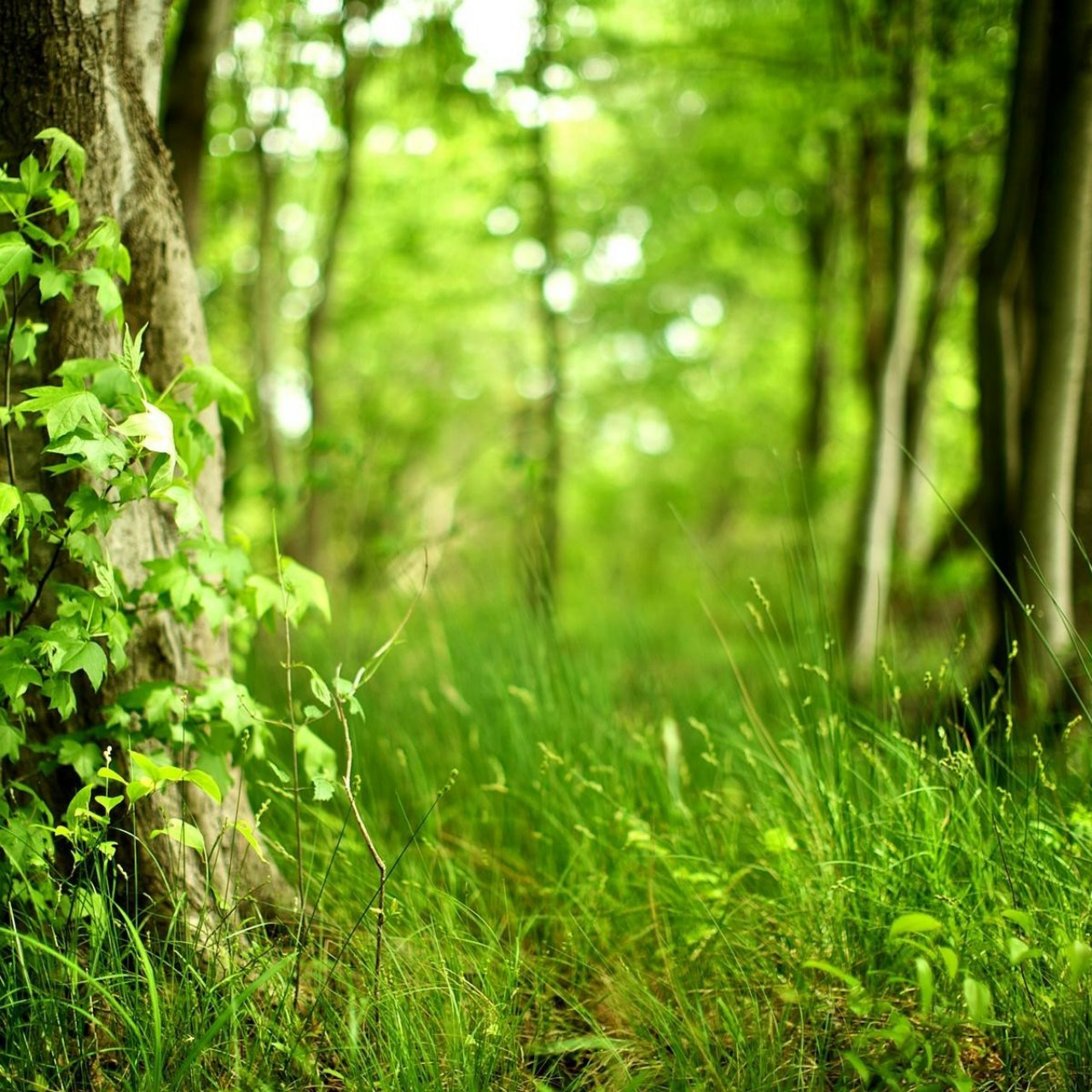 원신 (BGM) 몬드지역