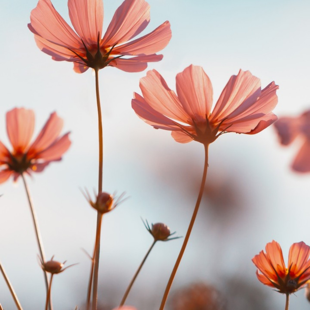 🌠소울I Love You Lord