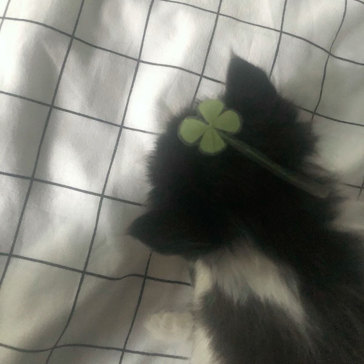 Oscar