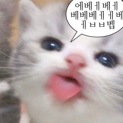 윈터 보단 냥이지 ✌️