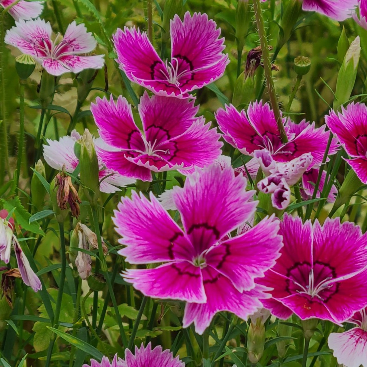 마리오네트 소원