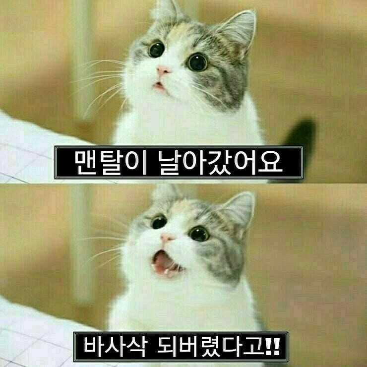 살구송 - 자아분열