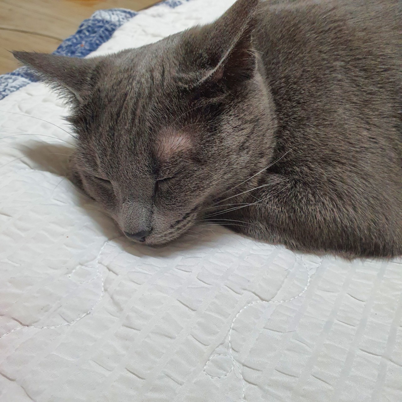 꽃을든남자ㅡ꽁냥이