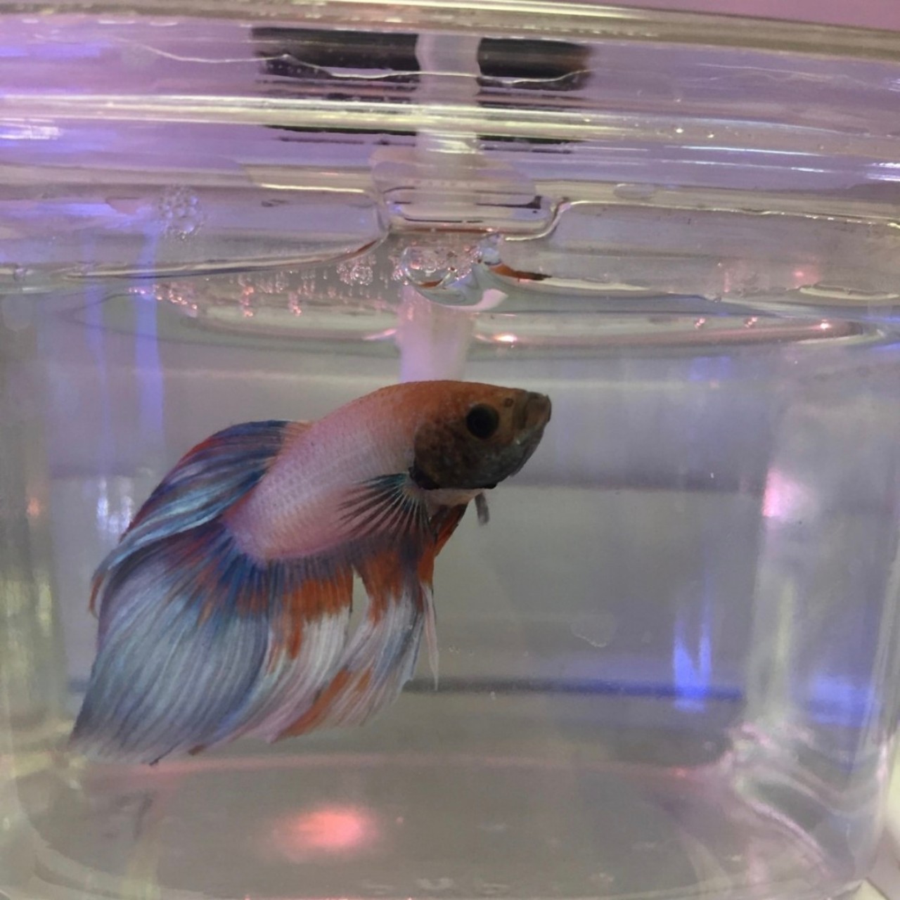 백예린 - 물고기