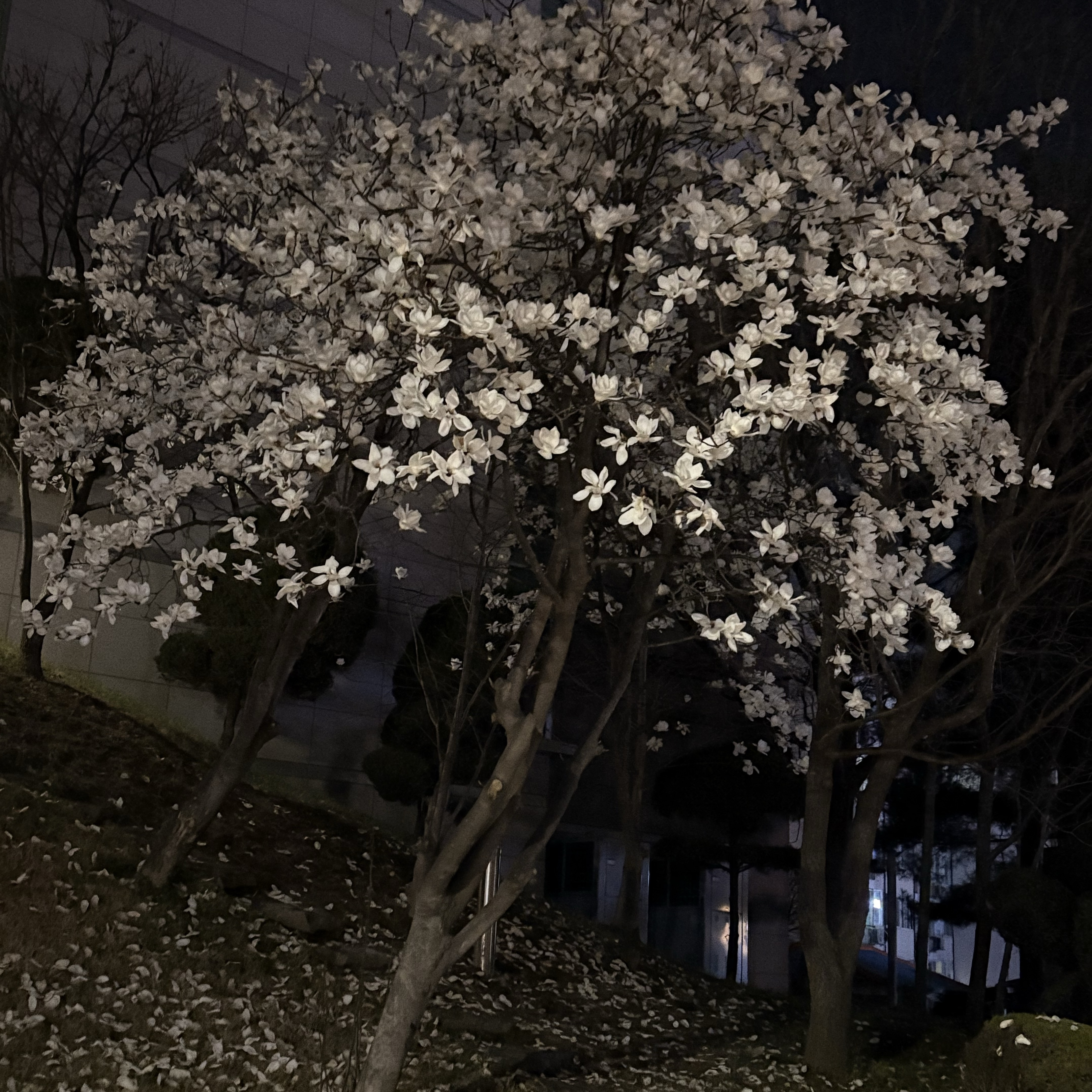 꽃이 피고 지듯이