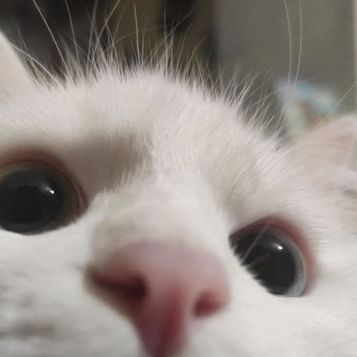 ⠀⠀⠀