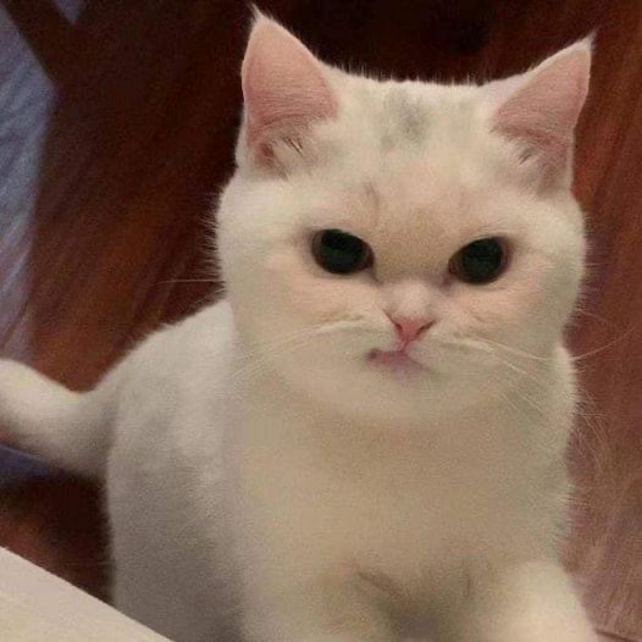 낭만고양이-체리필터