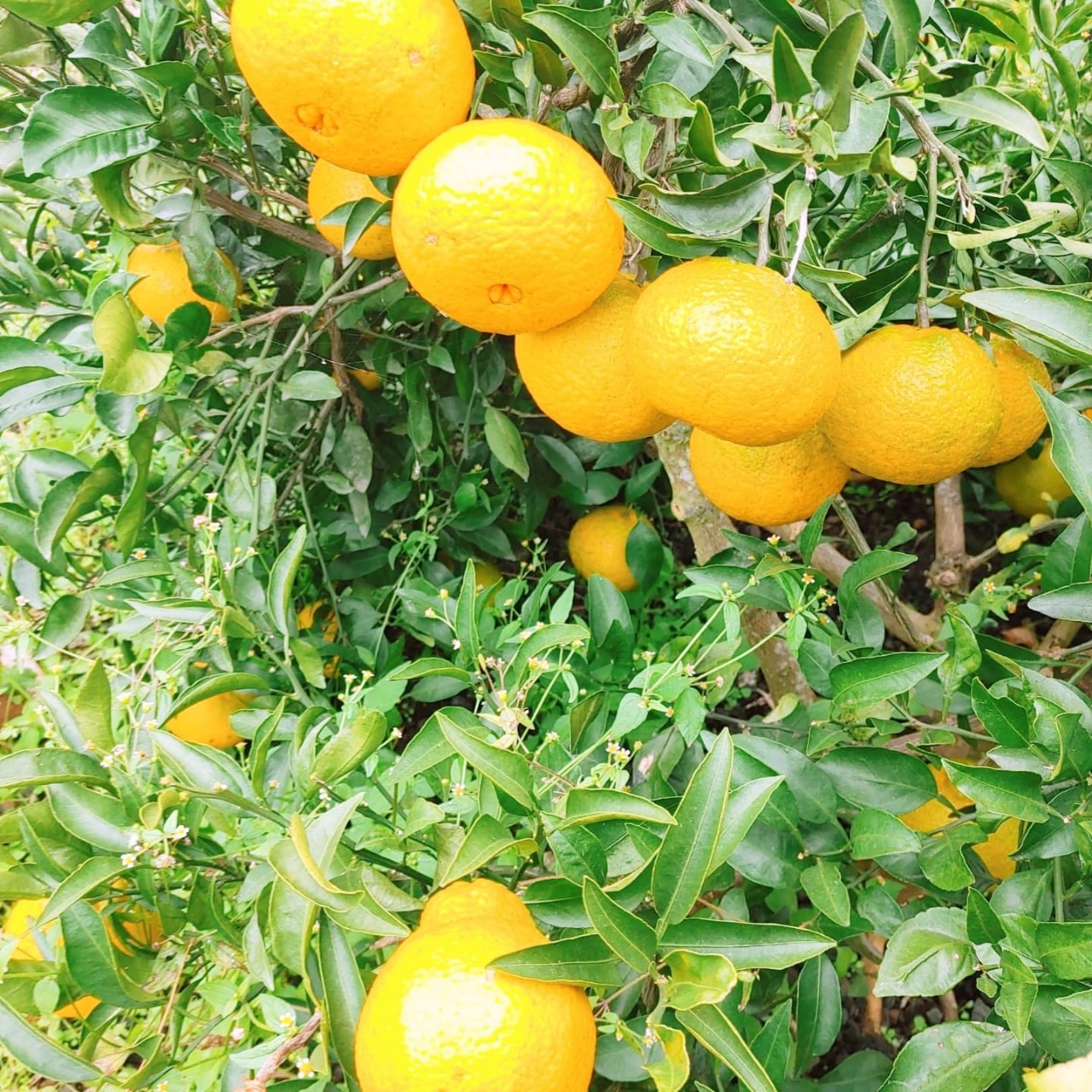 별처럼 꽃처럼 ㅡ나태주시집