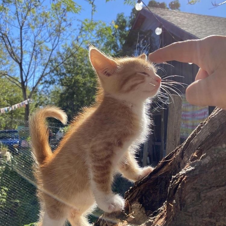 동화(박혜경)-칼림바커버