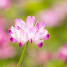 Dream 🦋 - ۪۫❁ཻུ۪۪ ✿ ❀ & 어니🎋