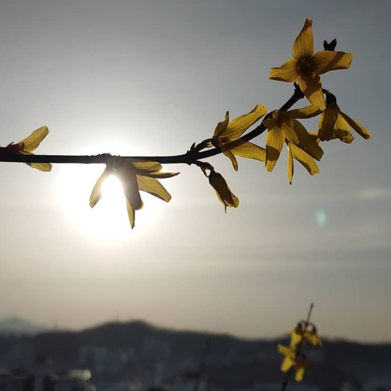 심규선-부디(남자키)