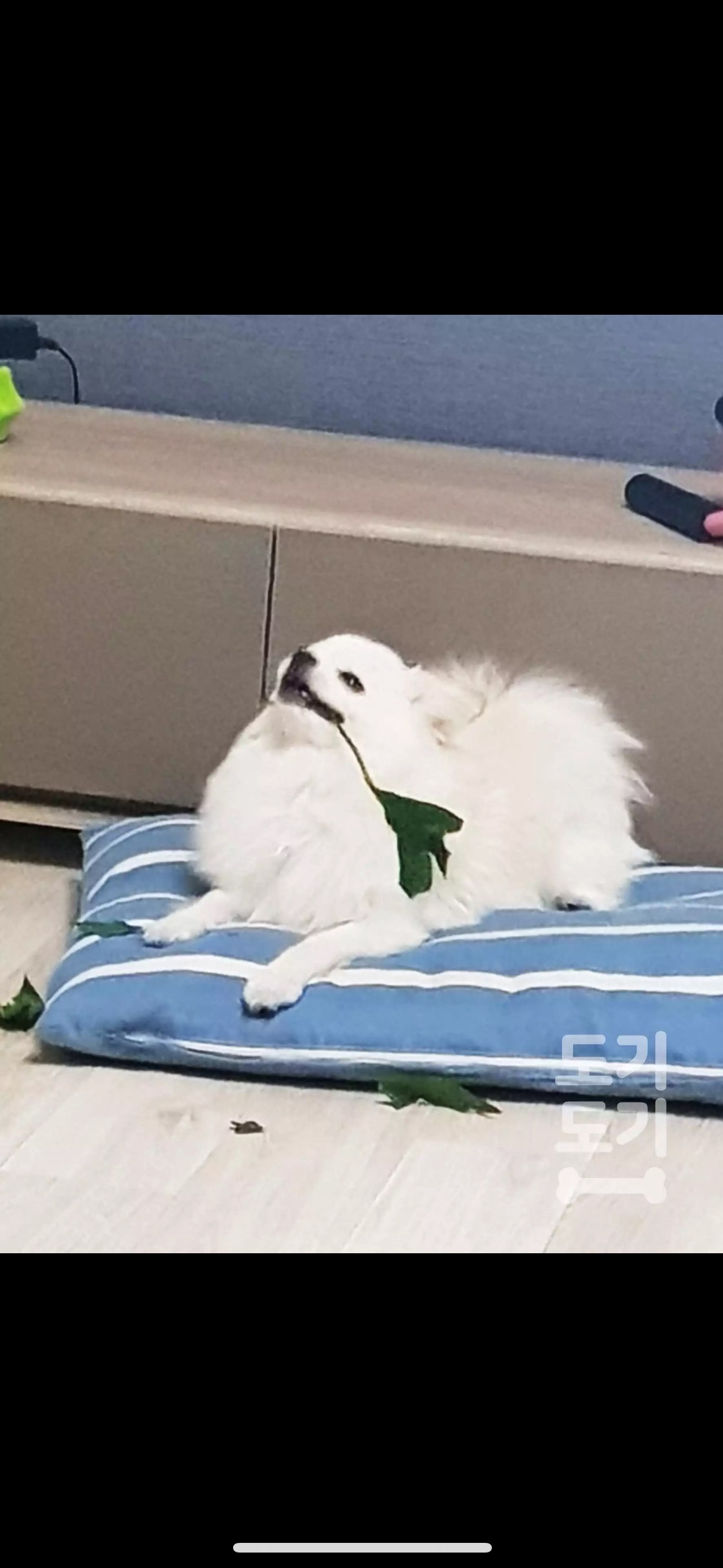 유리성대..희희