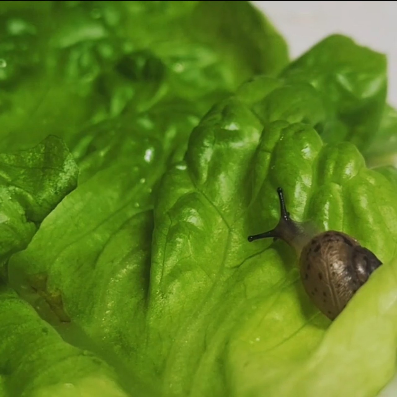 달팽이 윰 리액션♥️