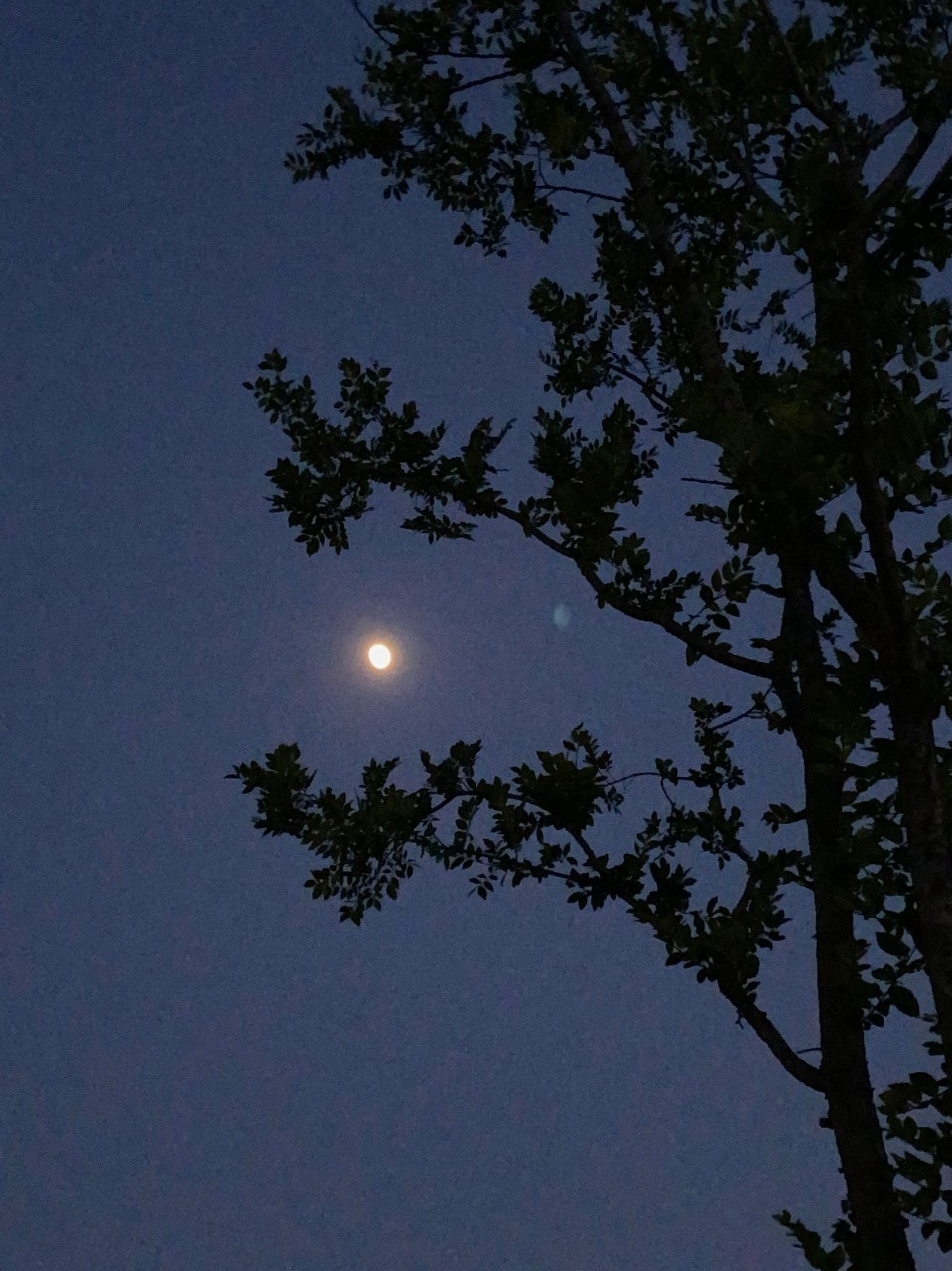 피아노래🎹🎶