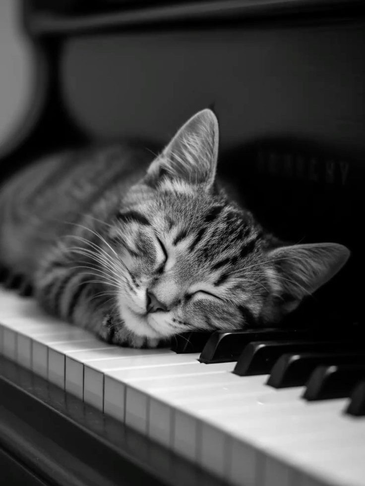 새벽 피아노 연주🎹+노래