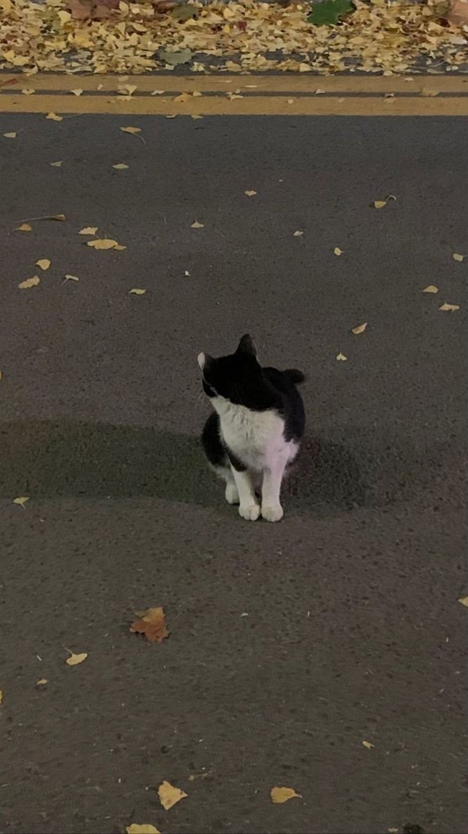 갈 방송 없이 잔잔히