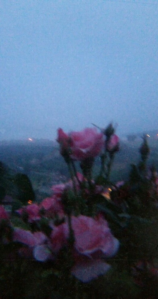 𝘱𝘪𝘯𝘬 𝘮𝘰𝘰𝘯 