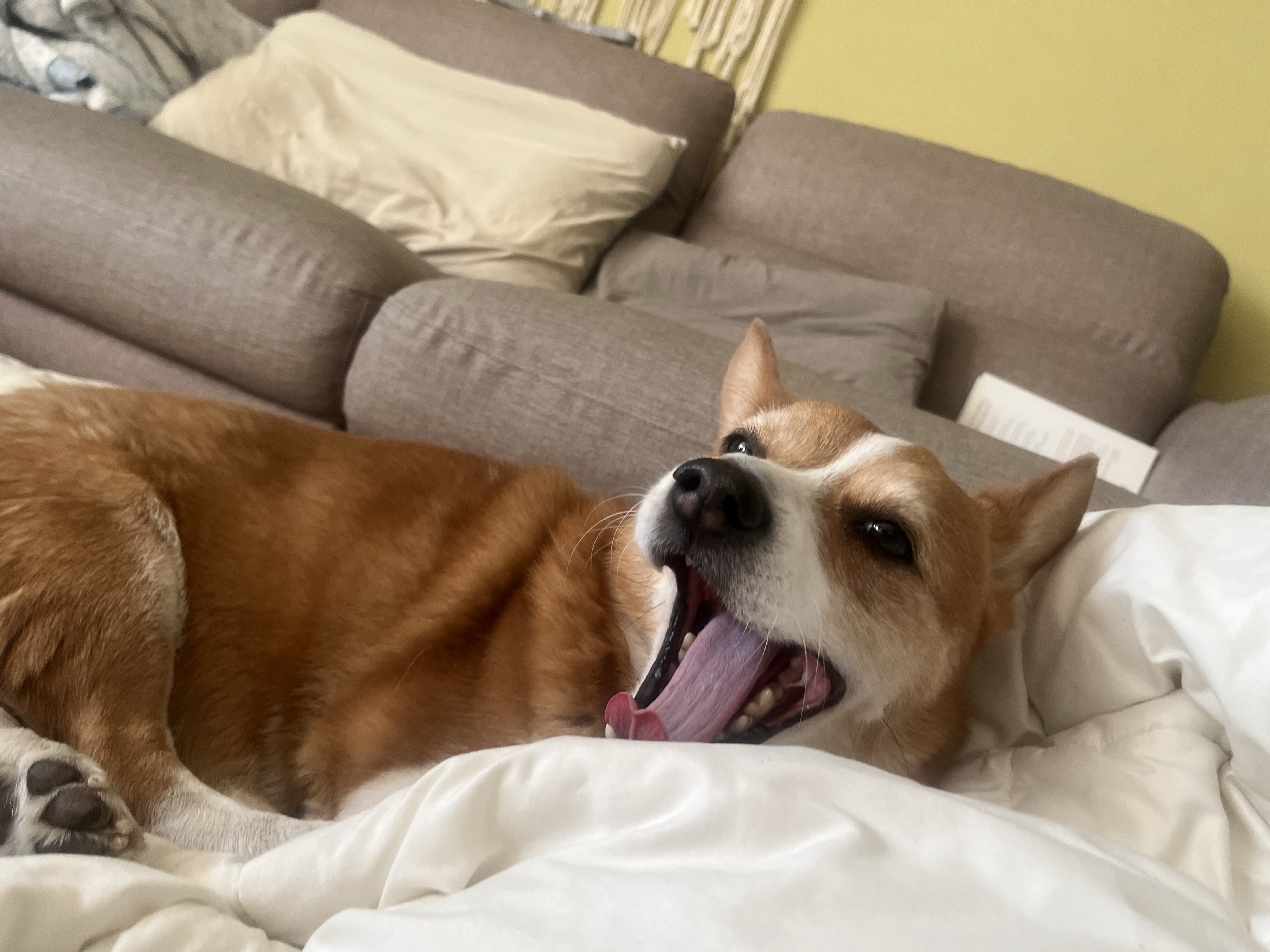 첫 방송! 새벽에 소소하게 잠깐 와요