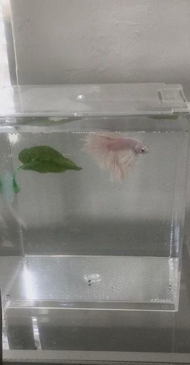 🌿⠀ ⠀ ⠀  ⠀ ⠀