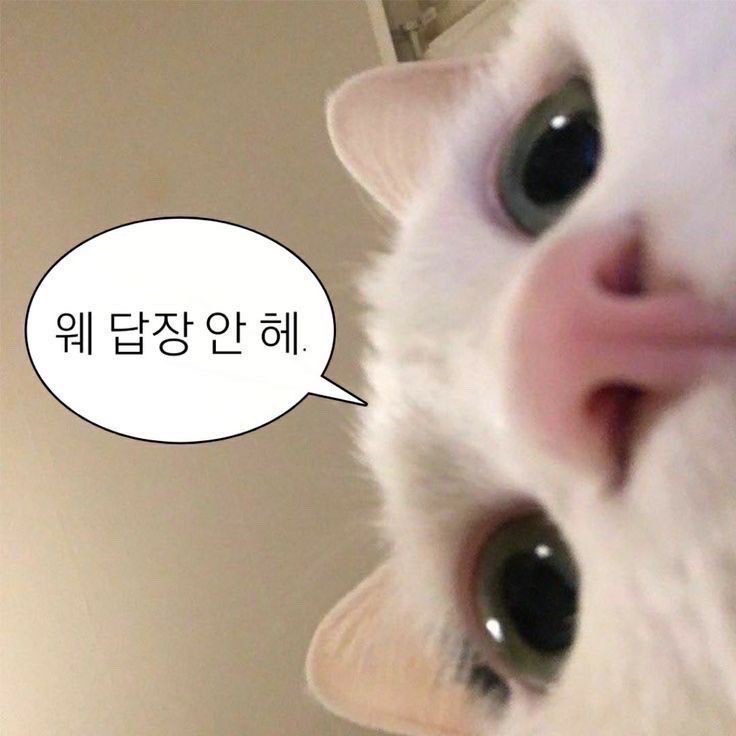 낮방송