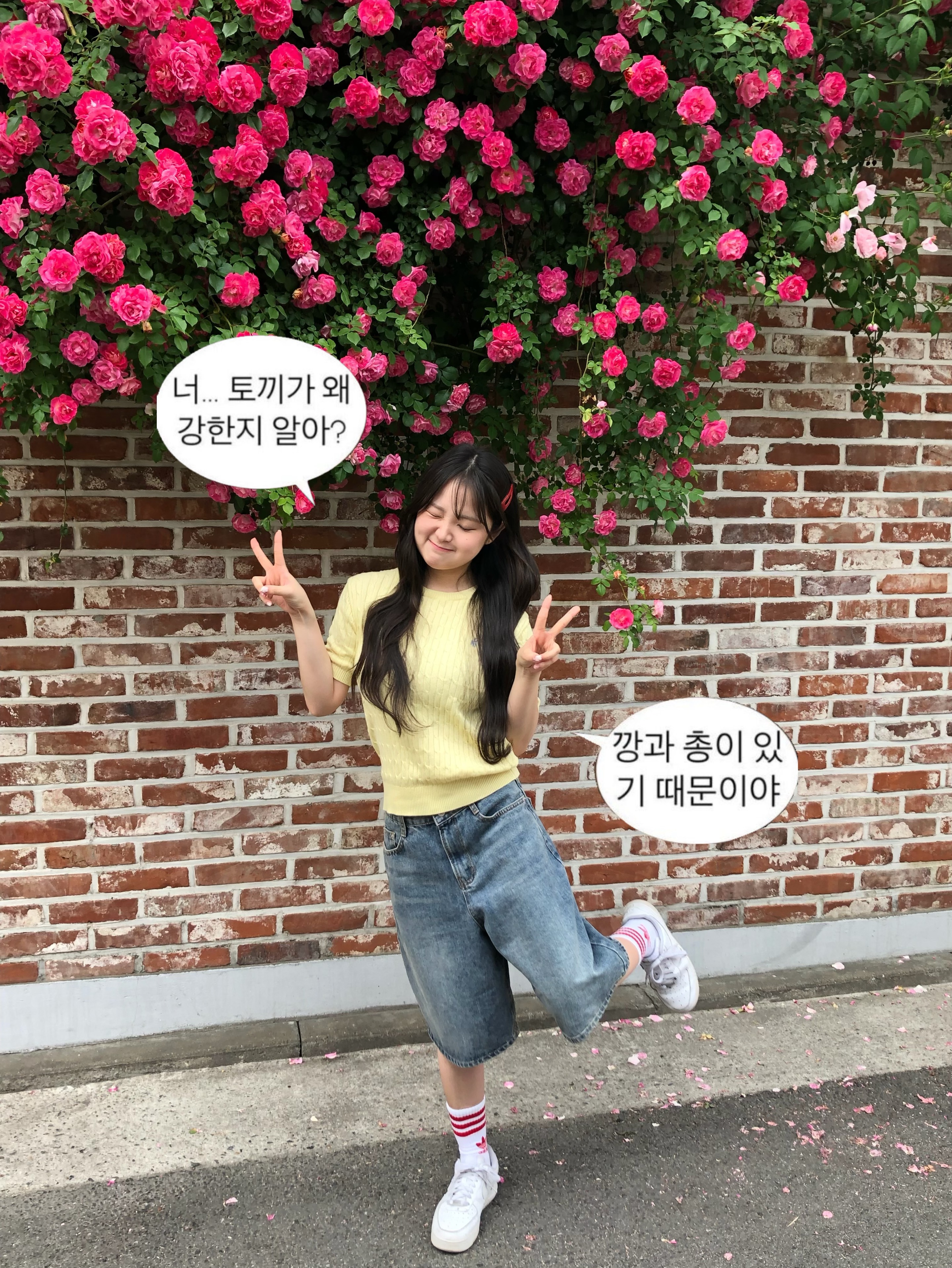 오월의 장미