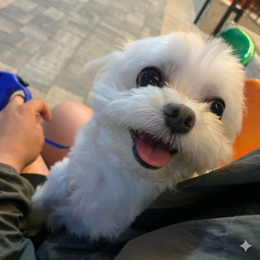 노래가 좋아