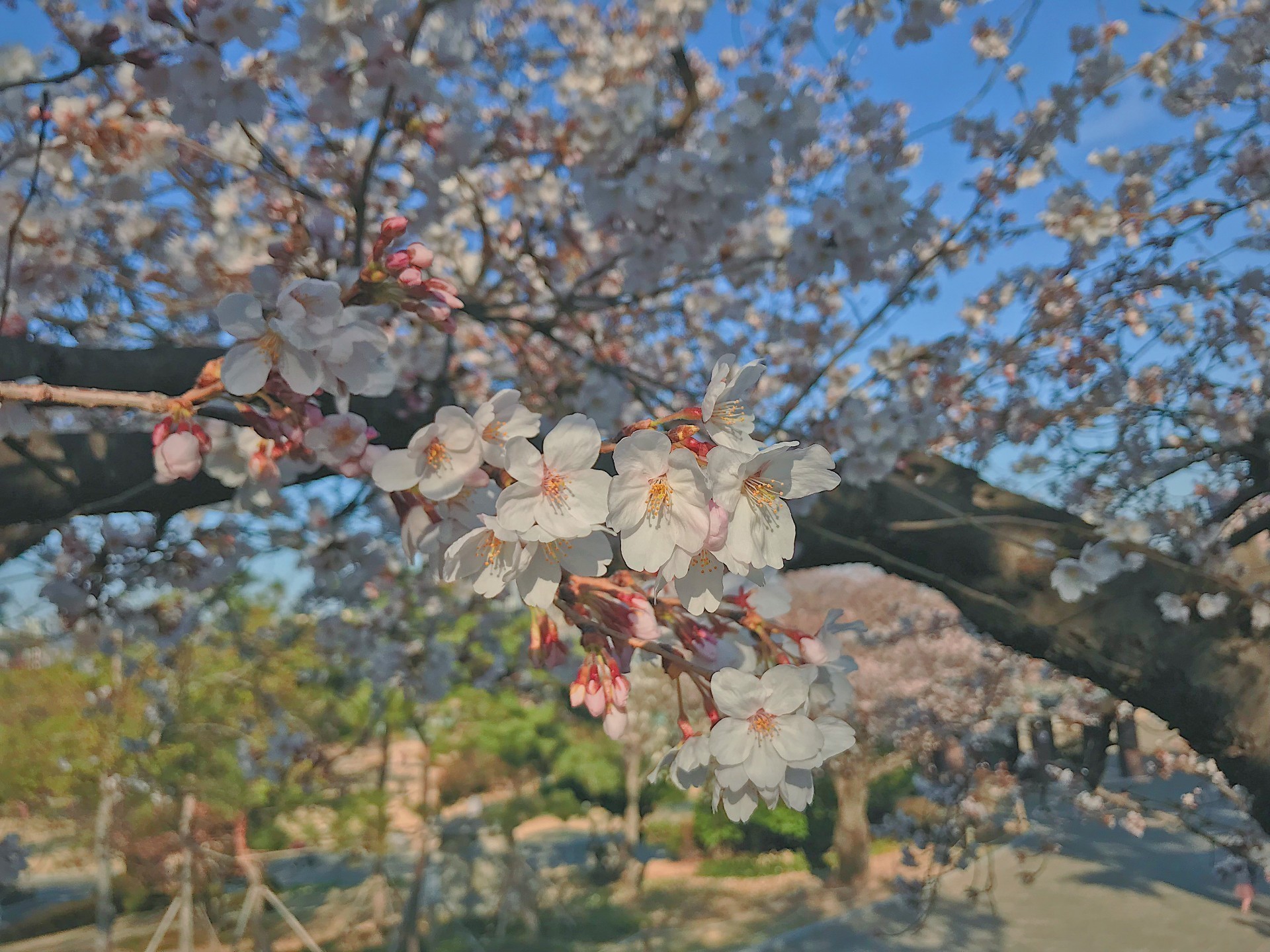 노래해요.