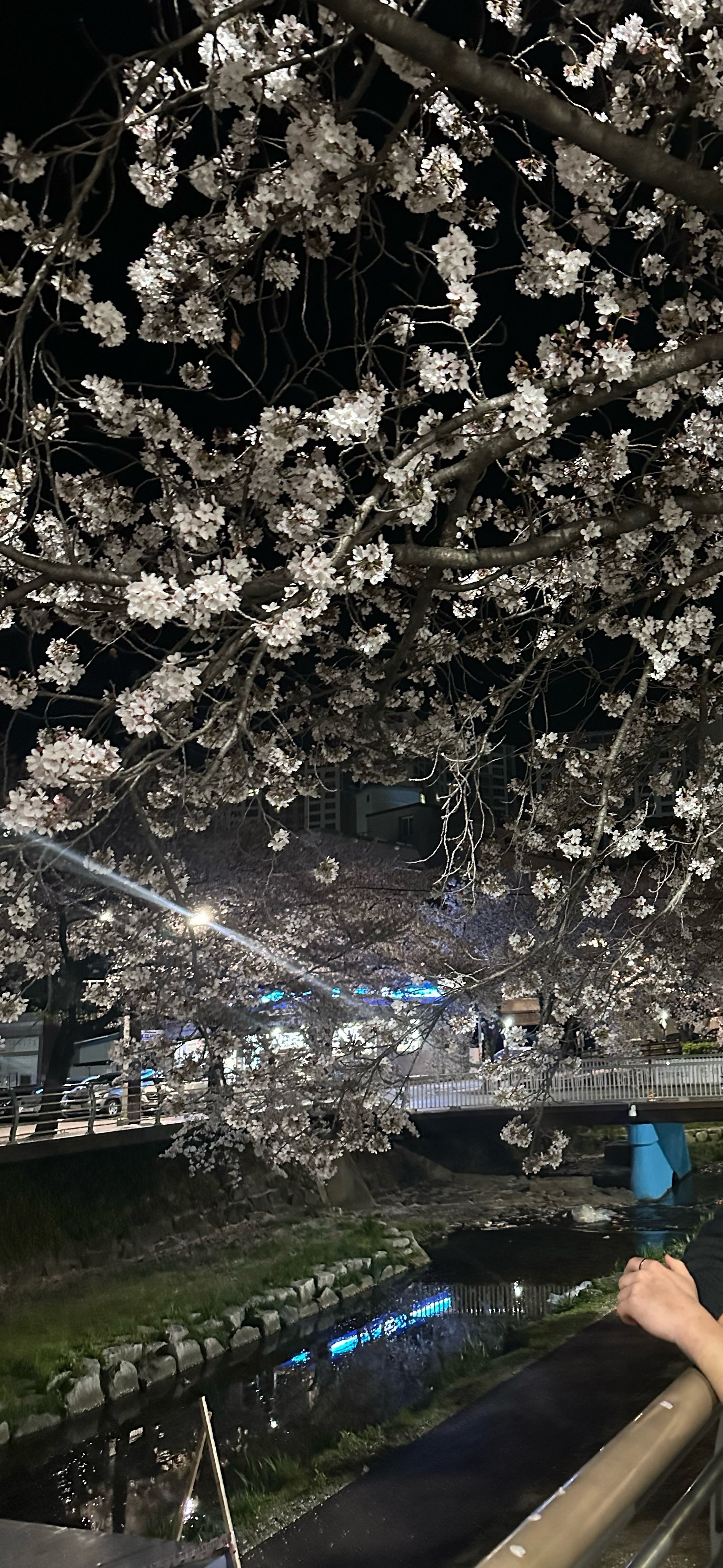 롤체 ㄱㄱ