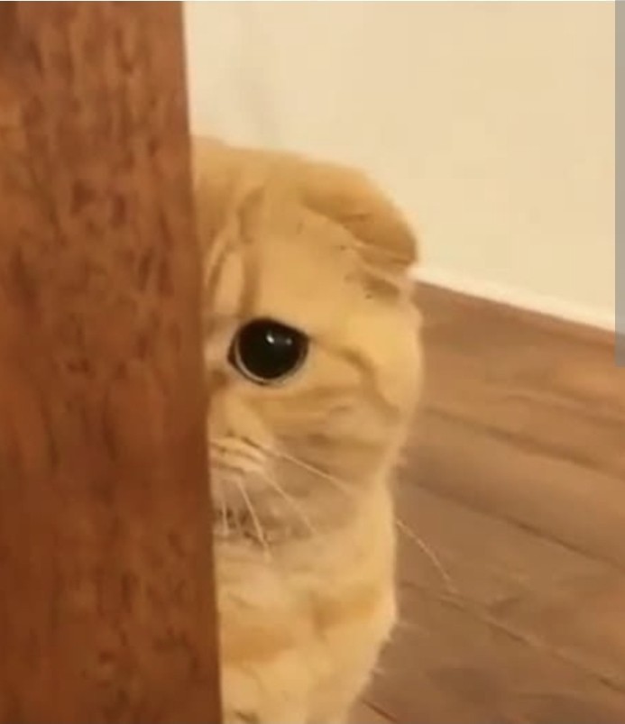 )_+ 쪼금만 놀아야쥐~