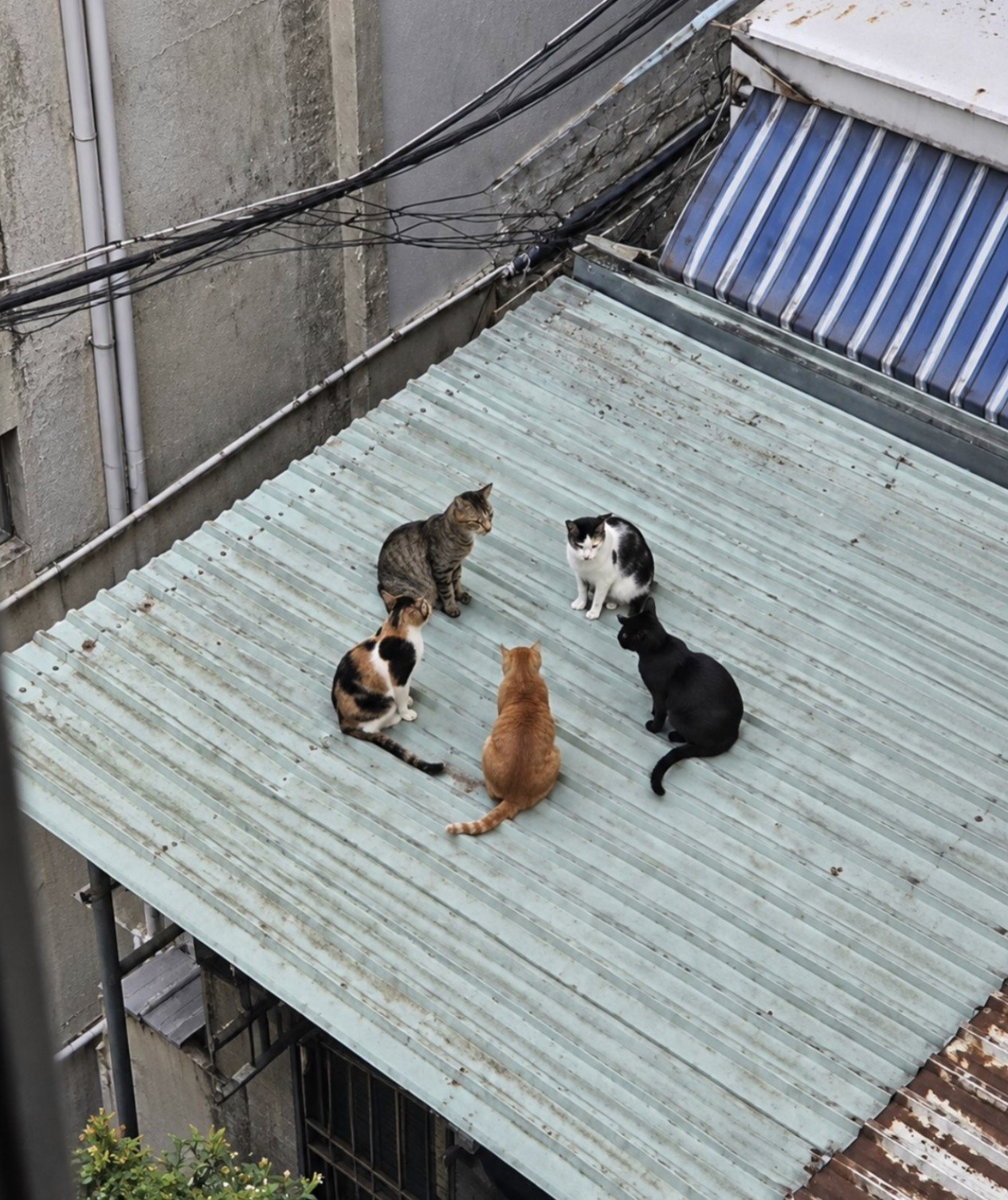 애도라 모여봐