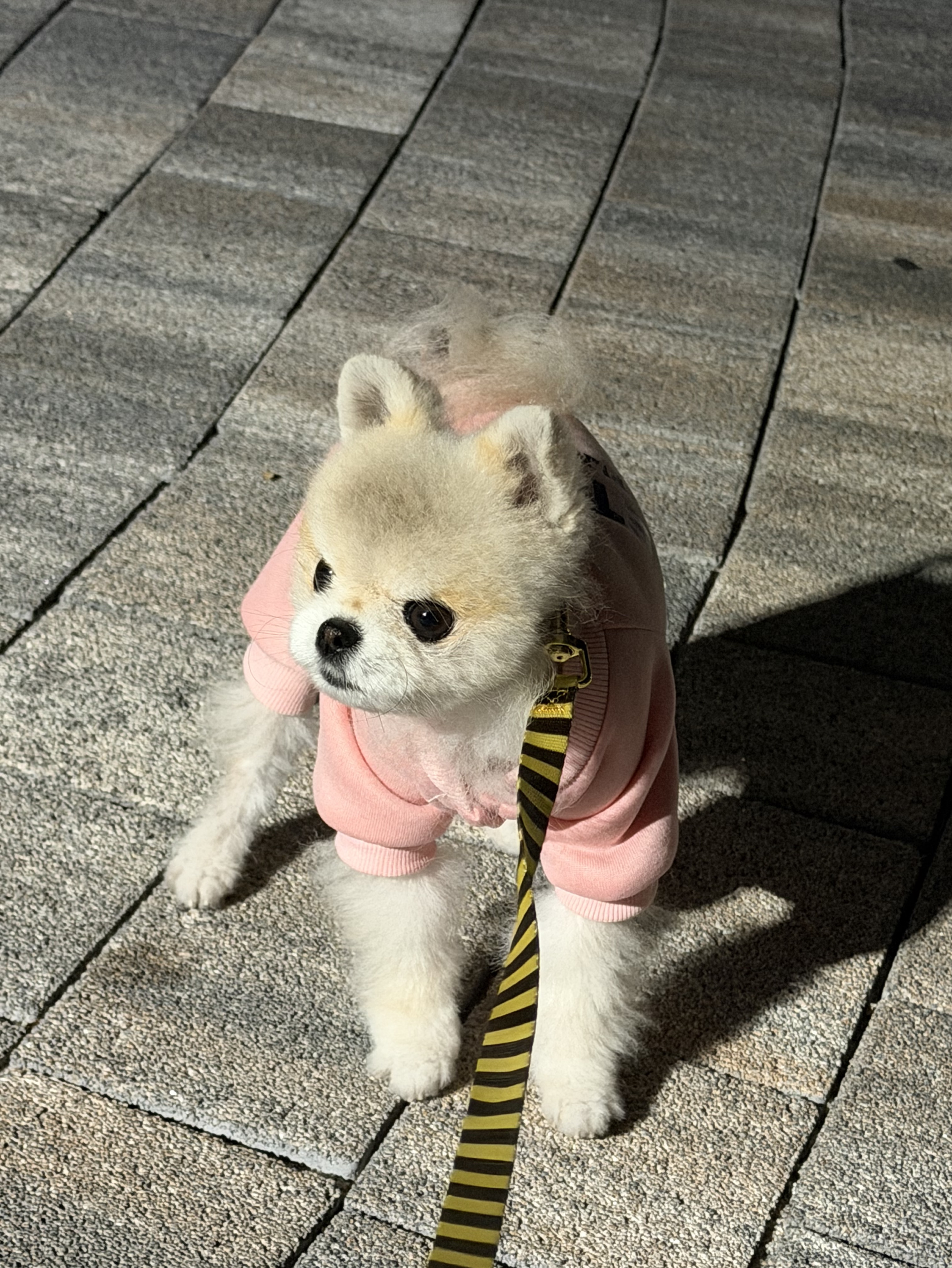# 아 기 돼 지