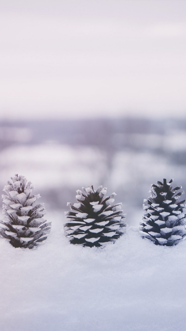 12월28일 일요일 🎧신청곡방송