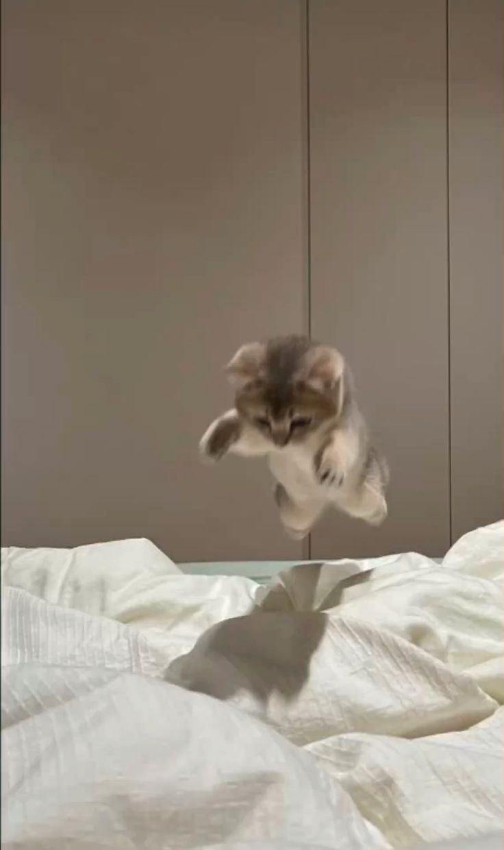 신입 | 안 들어오면 바보아니냥?