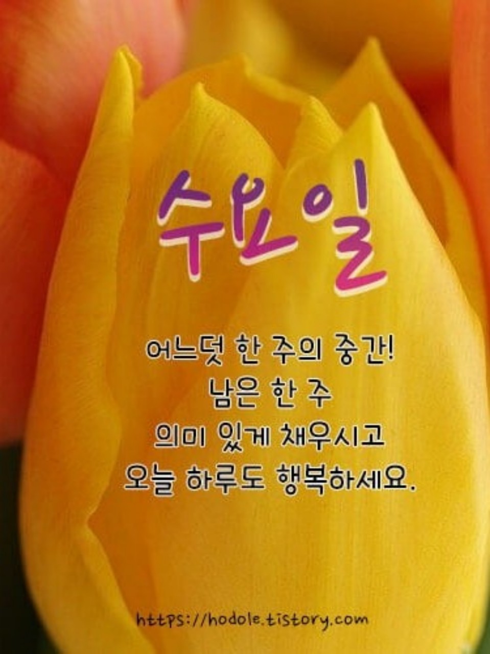 행복한 수요일 사진